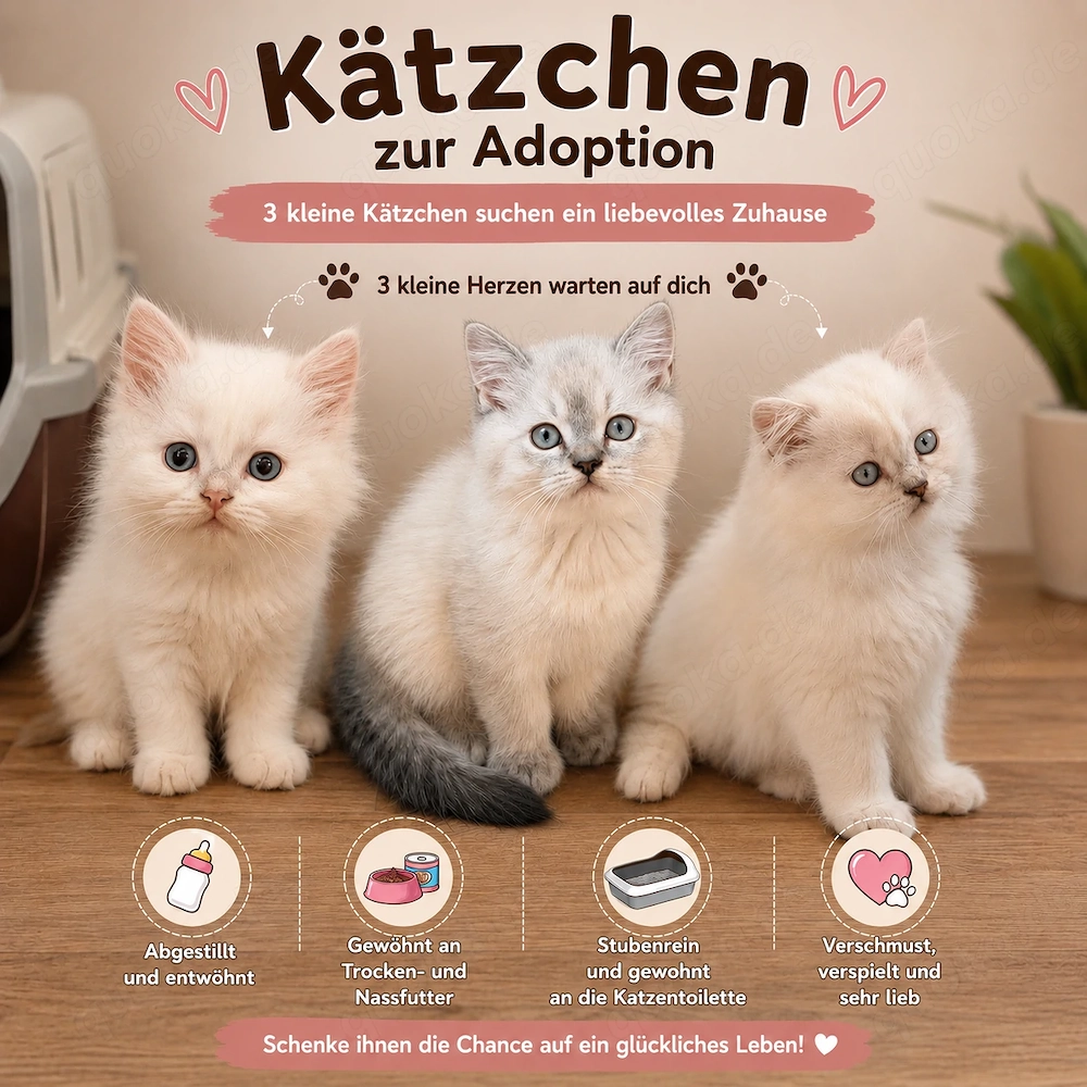 Katzen suchen ein liebevolles Zuhause.