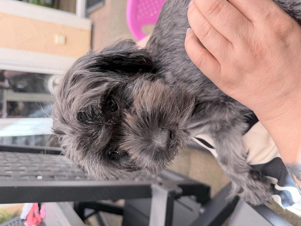 Jorkie Mix Hündin sucht ihr für immer zuhause 