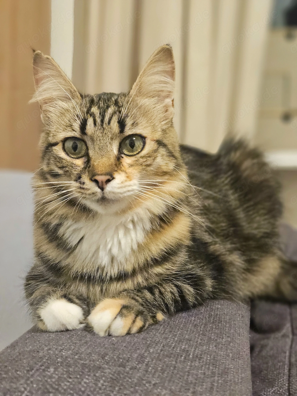 Eine kleine Prinzessin sucht ein liebevolles Zuhause. 