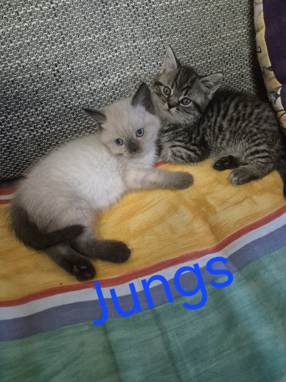 Bkh kitten 