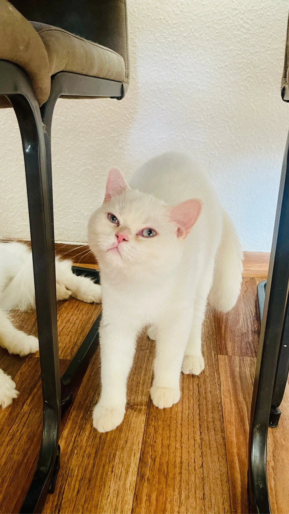 Wunderschön BkH Babys Katze
