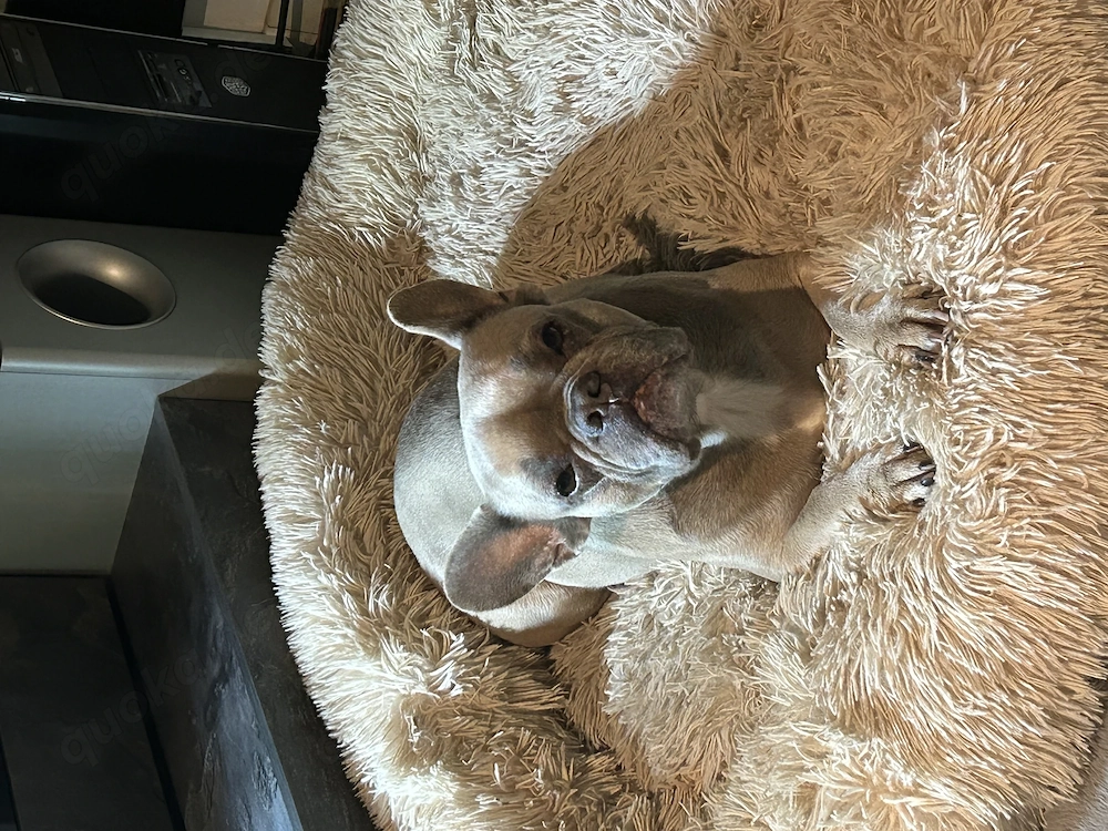 Französische Bulldogge Blue Fawn 
