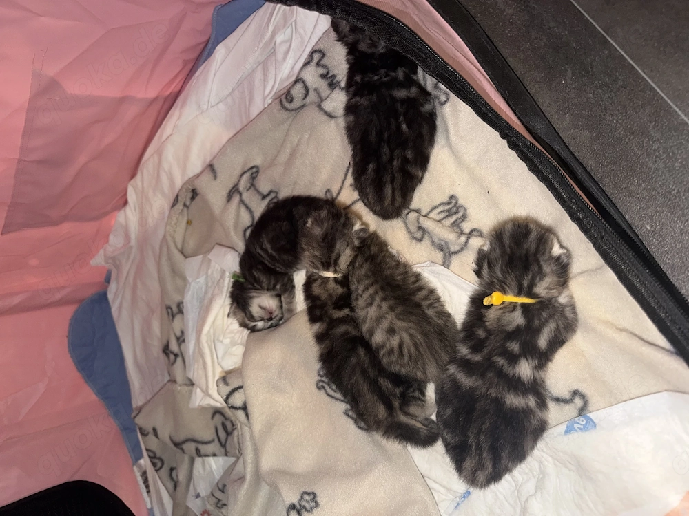 Rasse mix kitten abzugeben 