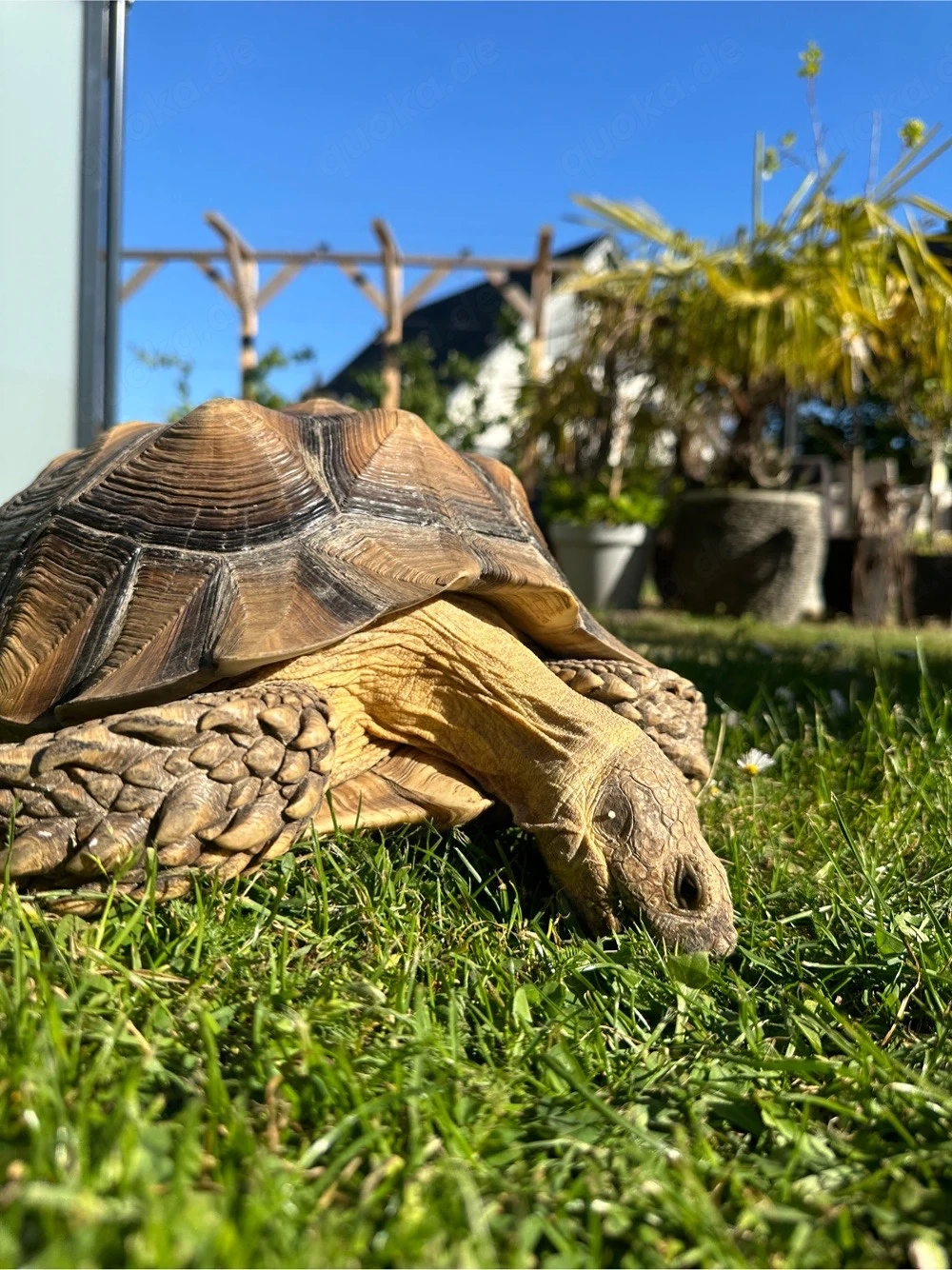 2 Spornschildkröten sichen neues Zuhause
