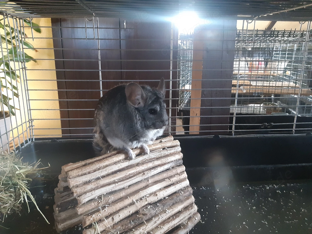Chinchillaweibchen 1und 2 Jahre alt 