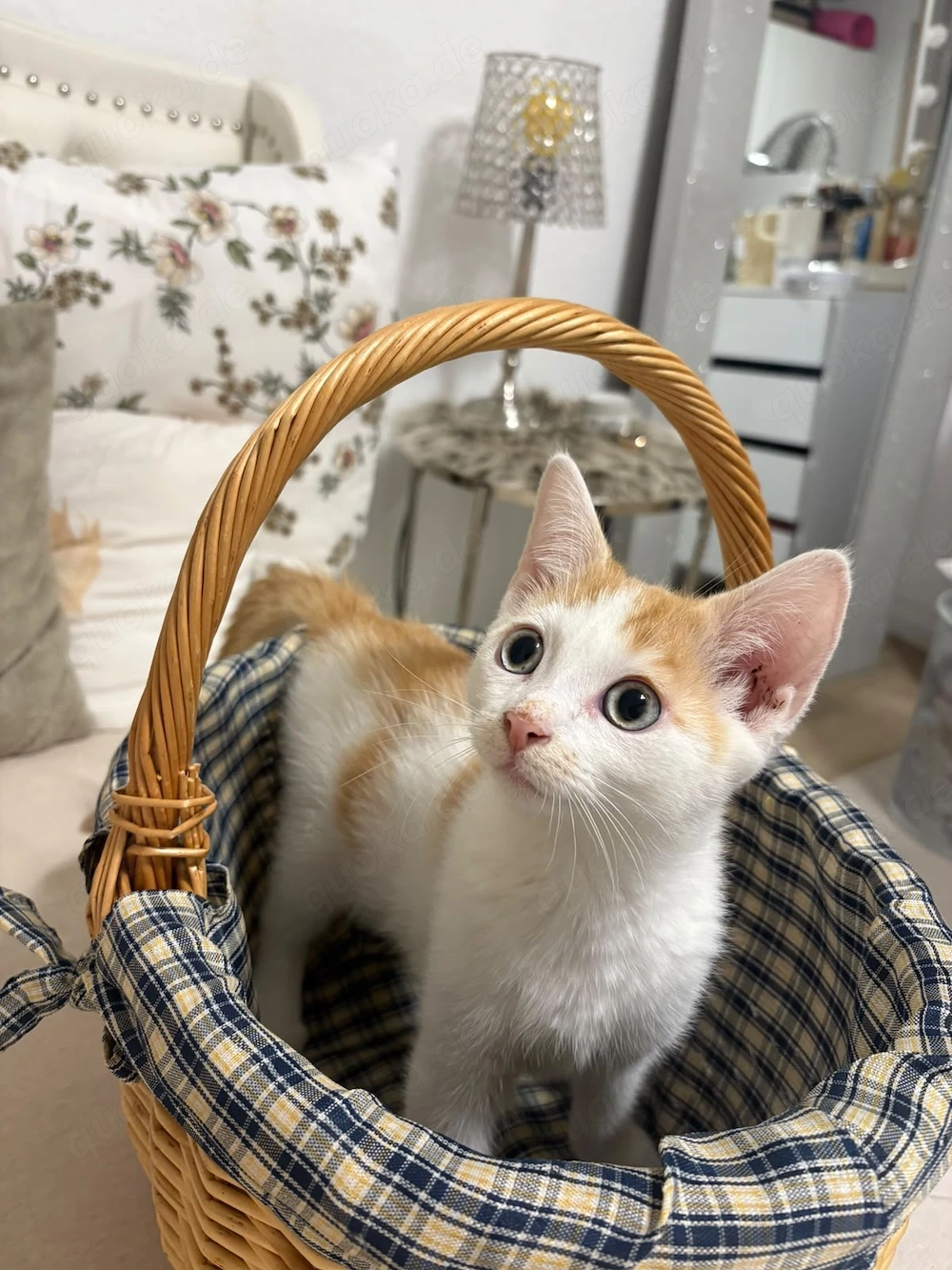 Liebevoller Kater sucht Zuhause