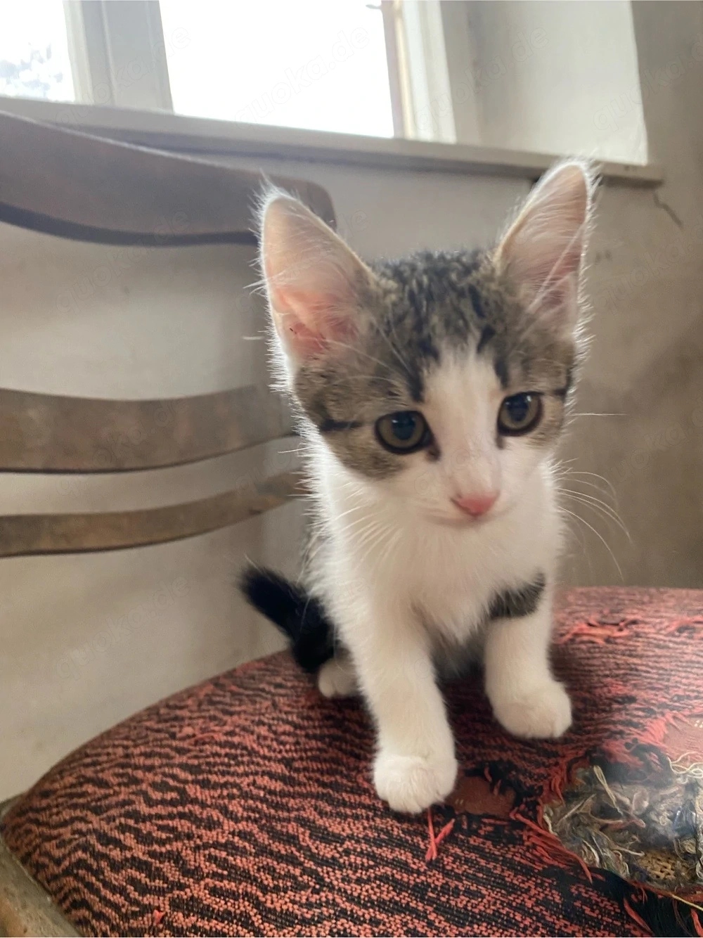 Babykatzen Weibchen abzugeben