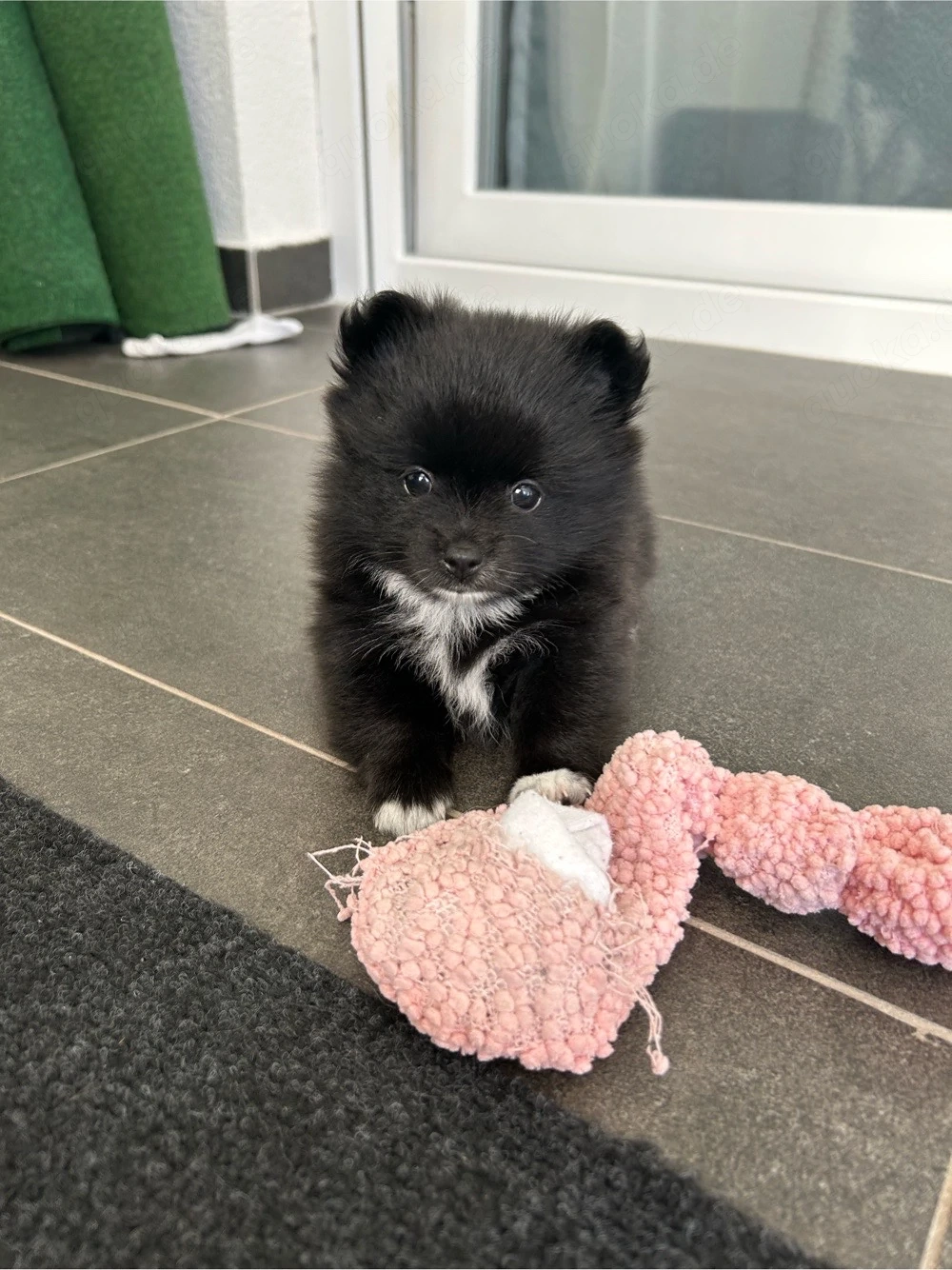 Pomchi Welpen ab Mitte September in liebevolle Hände abzugeben!