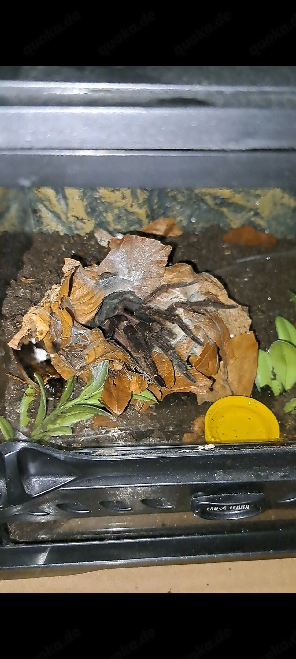 1.0 Ephebopus cyanognathus