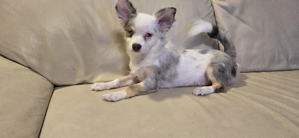 Pomchi Rüde mit Handicap ohne Einschränkung 