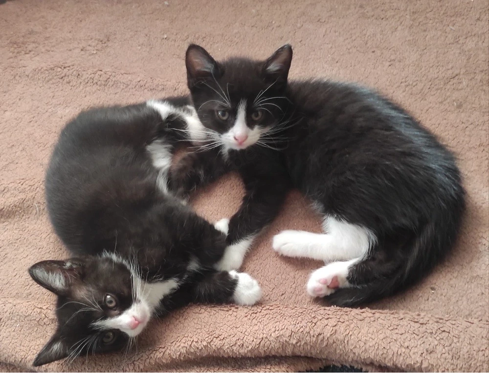 Katzenbaby