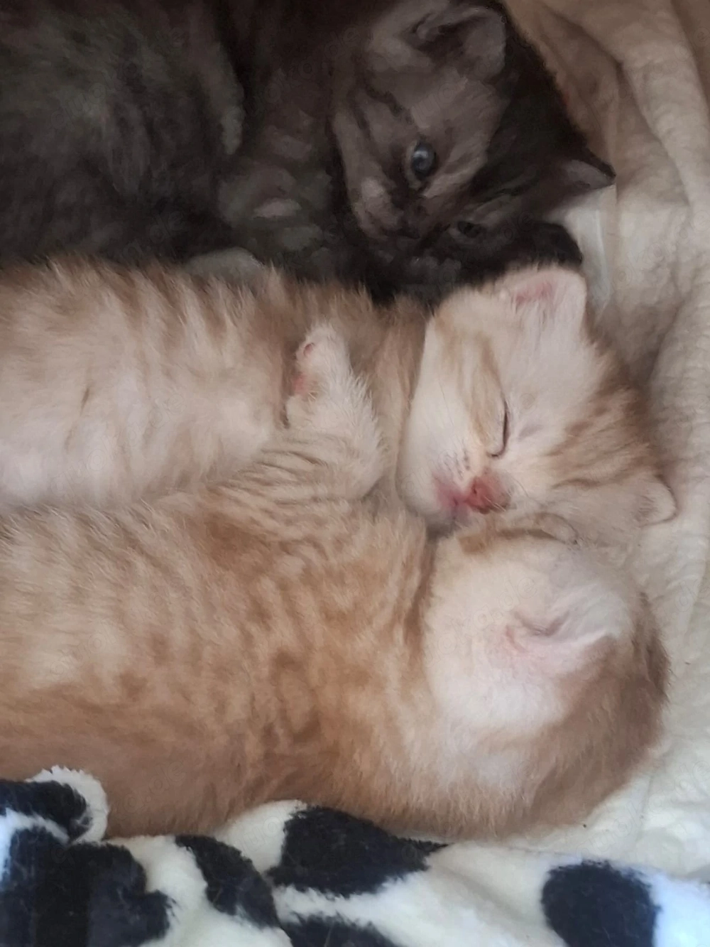 Bkh Kitten suchen ein neues liebevolles zuhause 
