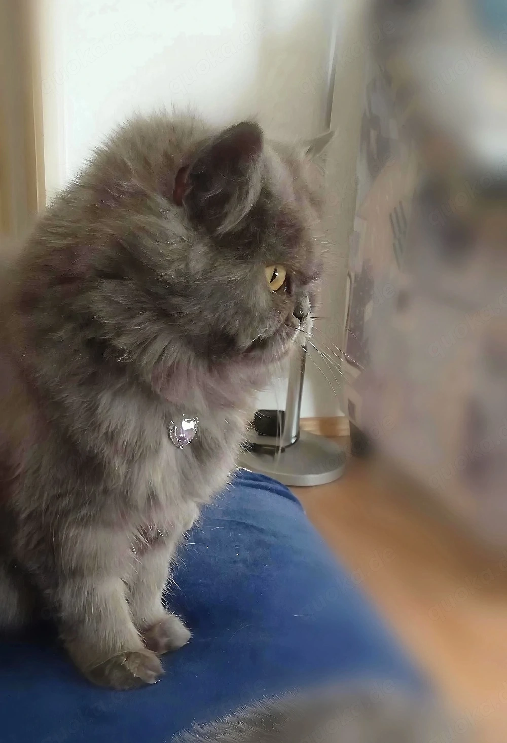 Wunderschöne, reine Rasse Perserkatze (2 Jahre & 1 Monat) Verschmust, neugierig & ein Traum in Grau