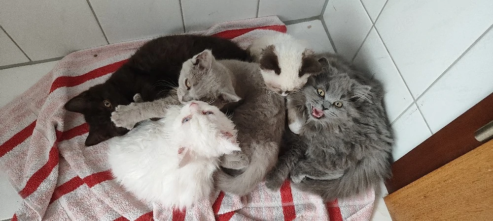    4 zauberhafte Katzenkinder suchen ihr Für-immer-Zuhause     