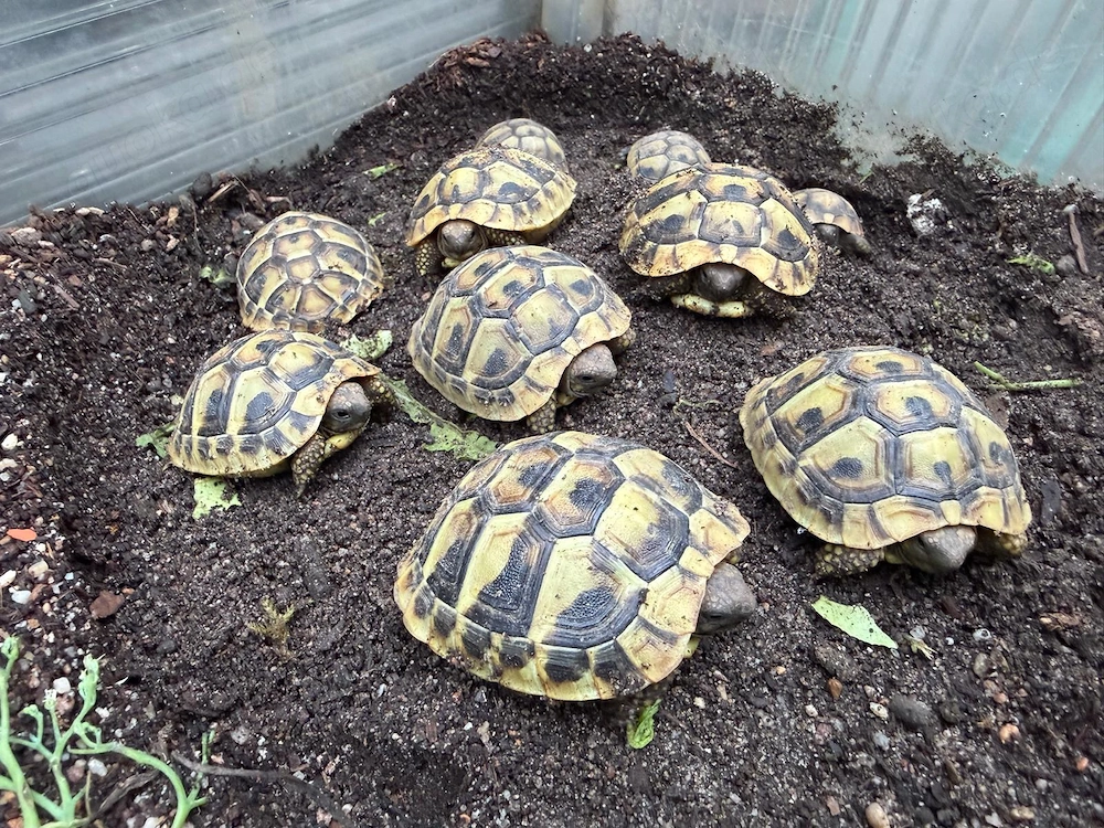 Griechische Landschildkröten (Testudo hermanni boettgeri)   Nachzuchten 2025