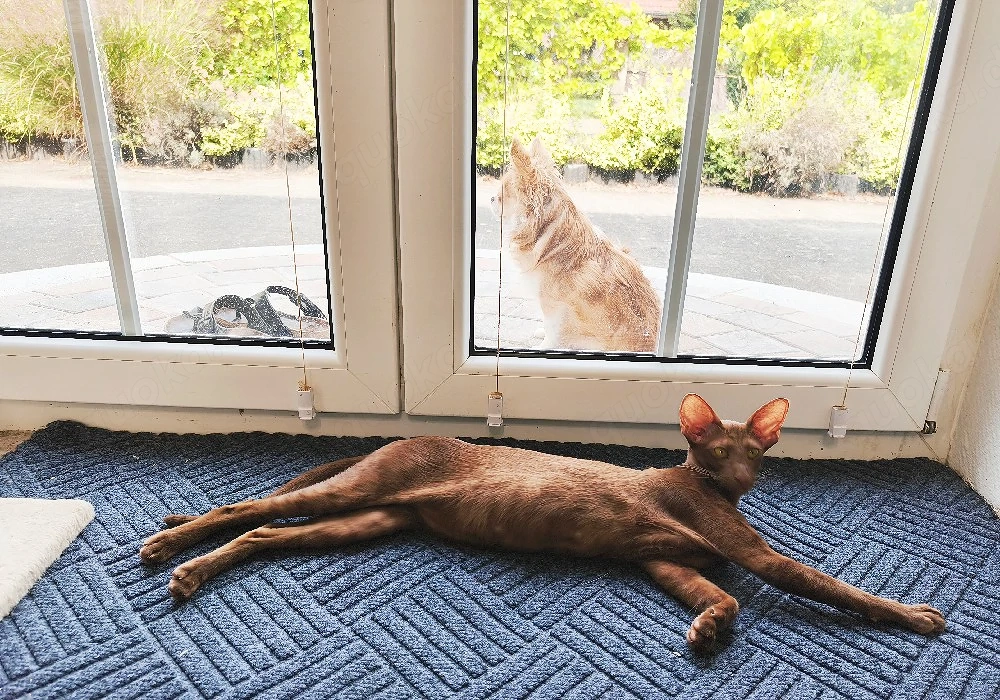 OKH Orientalisch Kurzhaar Katze