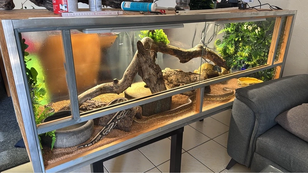 Königspython-Paar mit Terrarium und Zubehör