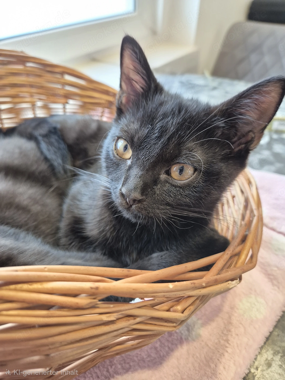 Liebevolle BKH-Mix-Kitten suchen ihr Für-immer-Zuhause