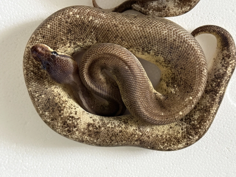 1.1 Super Copper Cinnamon Pastel Yellow Belly 100% double het. Lavender Albino Piebald 