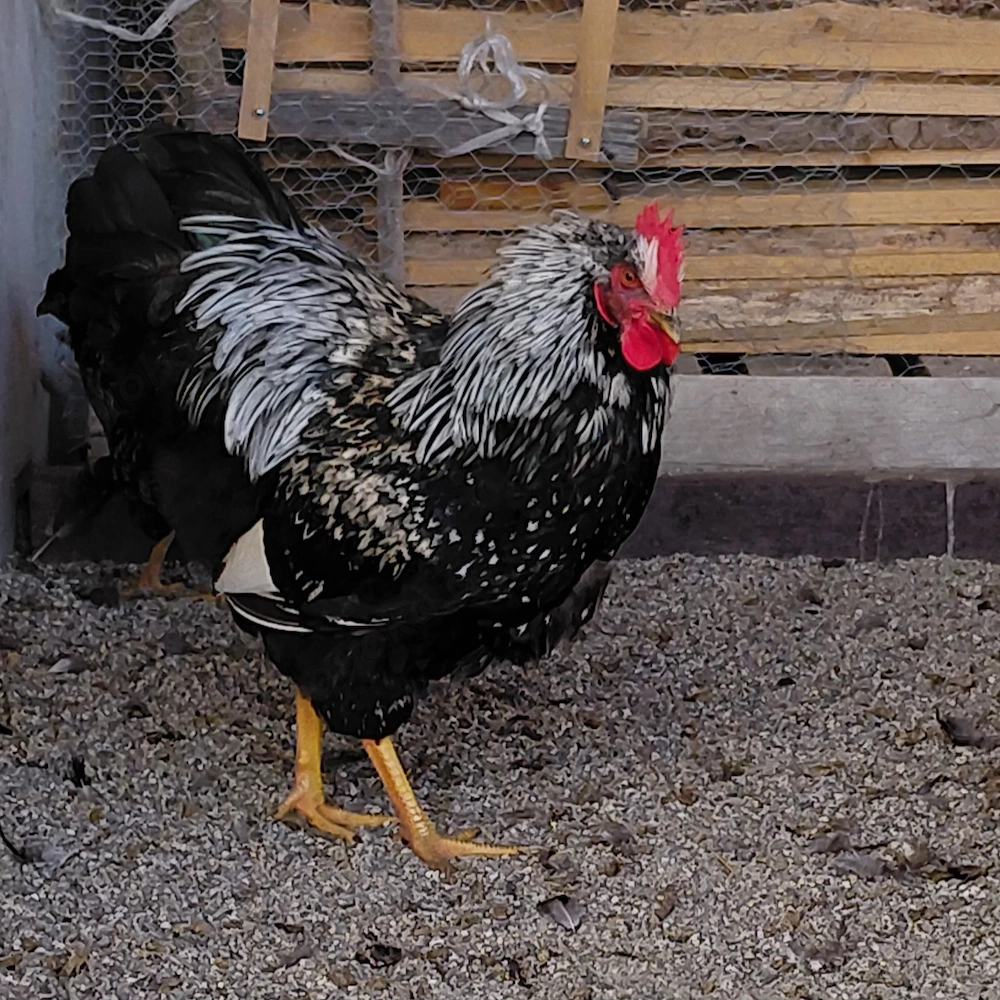 Barnevelder Junghähne