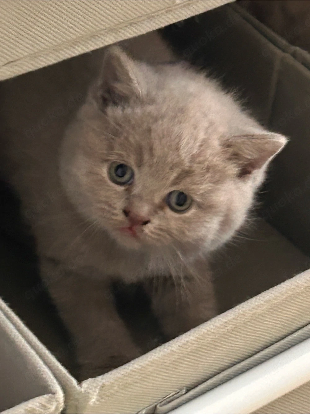 kitten zu verkaufen 
