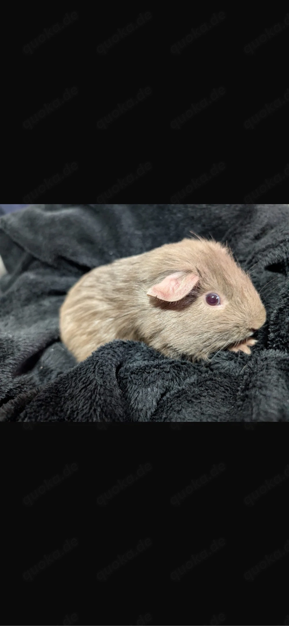 7 meerschweinchen 