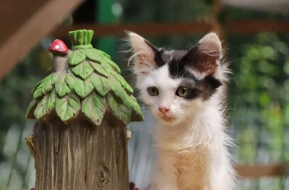 Mimmi Verspieltes Katzenmädel sucht ihre spannende Familie