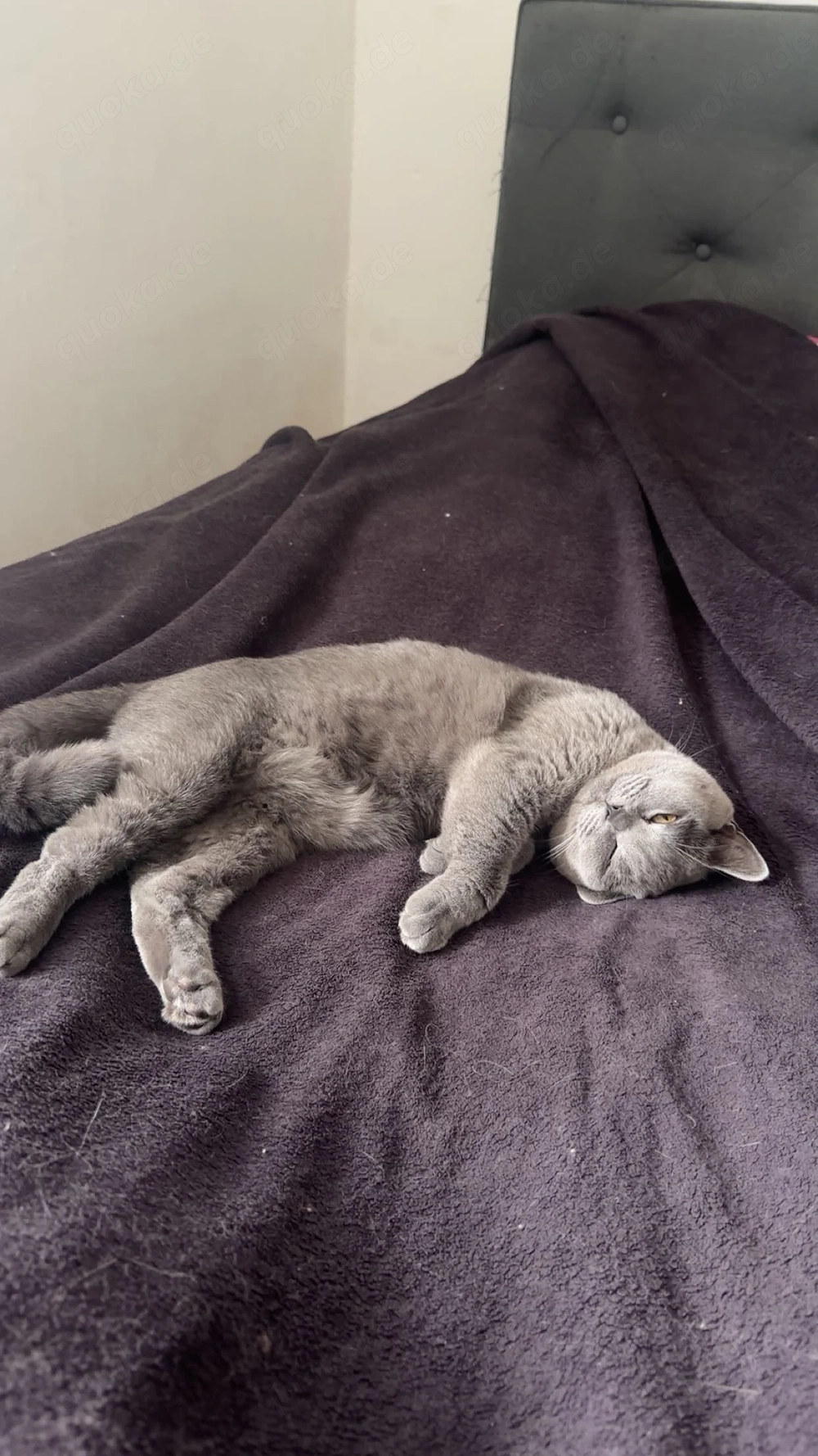 Nala deckungs bereit 