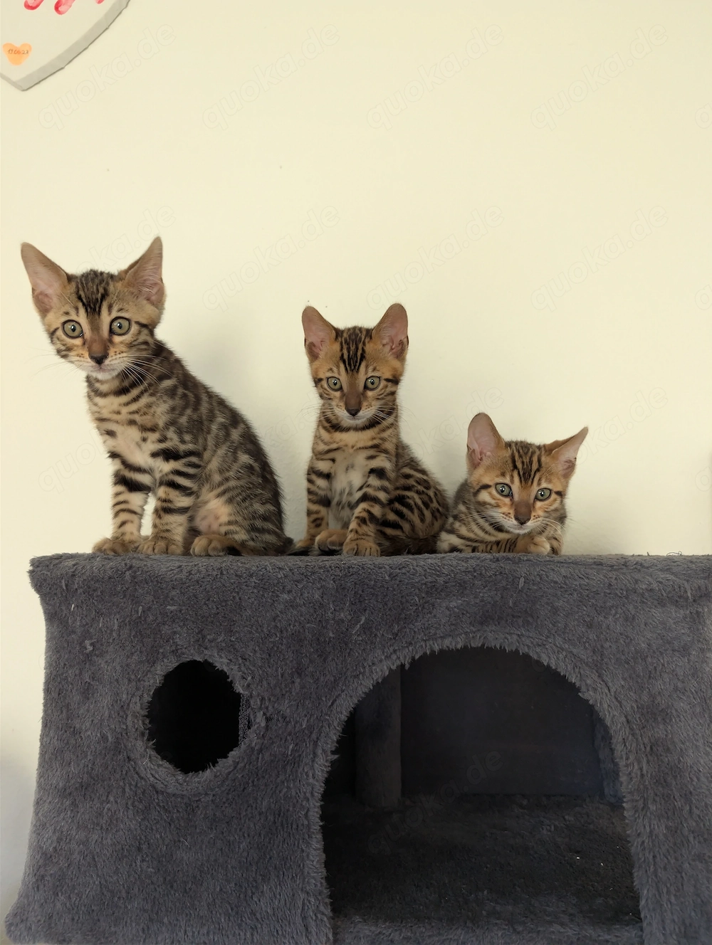 Wunderschöne Bengal Kitten mit Stammbaum