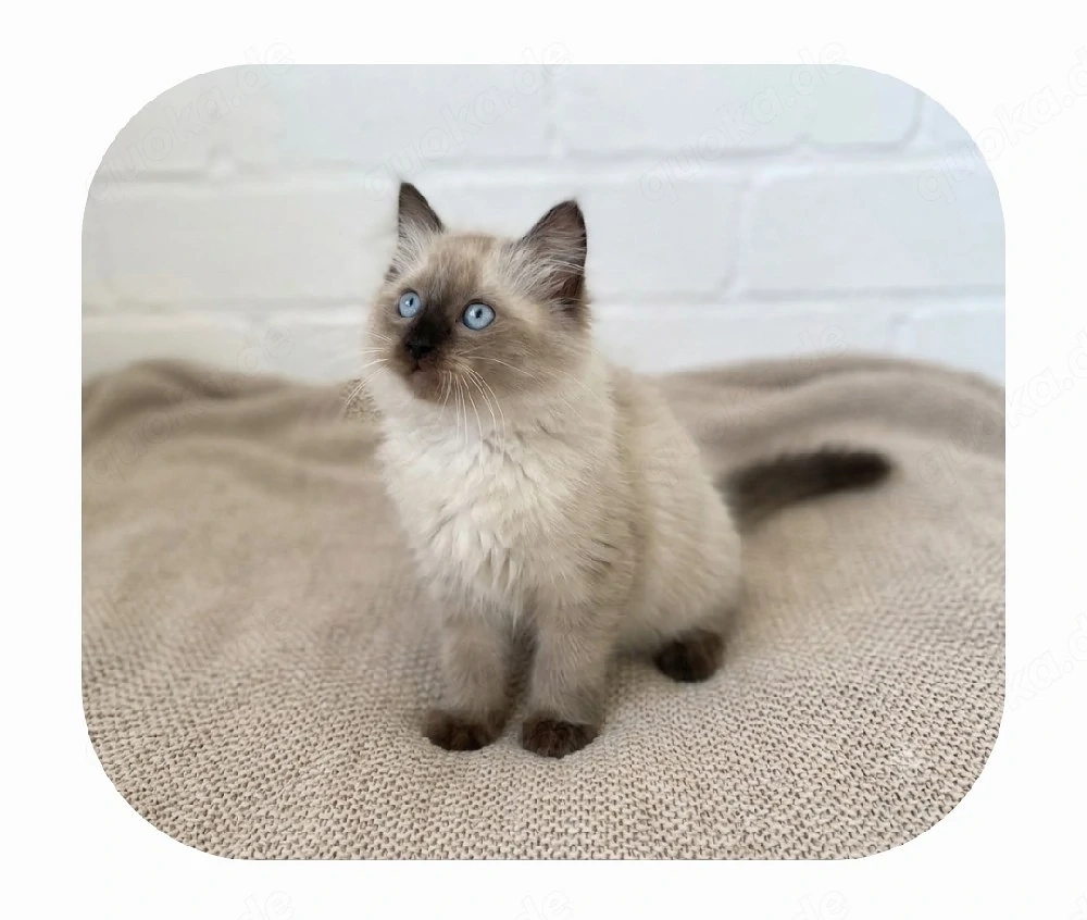 1 süß Ragdoll Seal Point Kater 3 Monate - abgabebereit