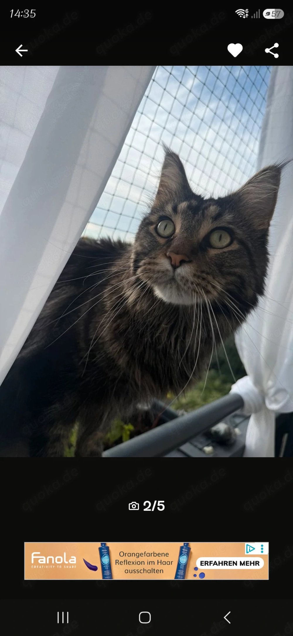 Reinrassiger Maine Coon sucht dringend zu Hause 