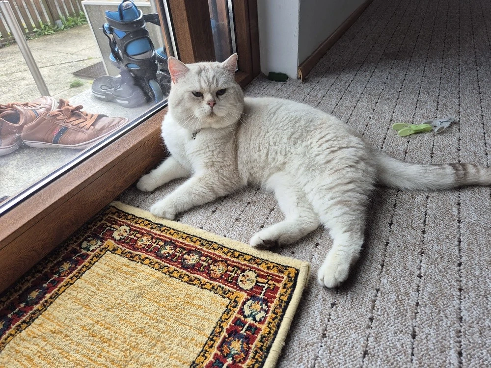    Britische Katzen abzugeben   
