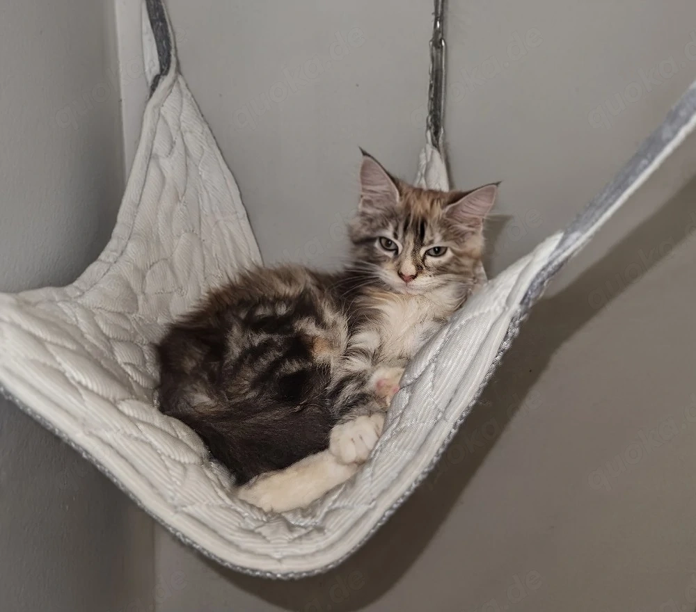 kleine Maine Coon Kitten suchen 
