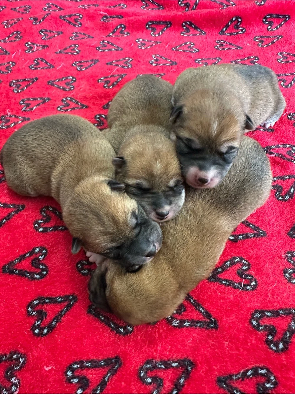 Shiba Inu Welpen