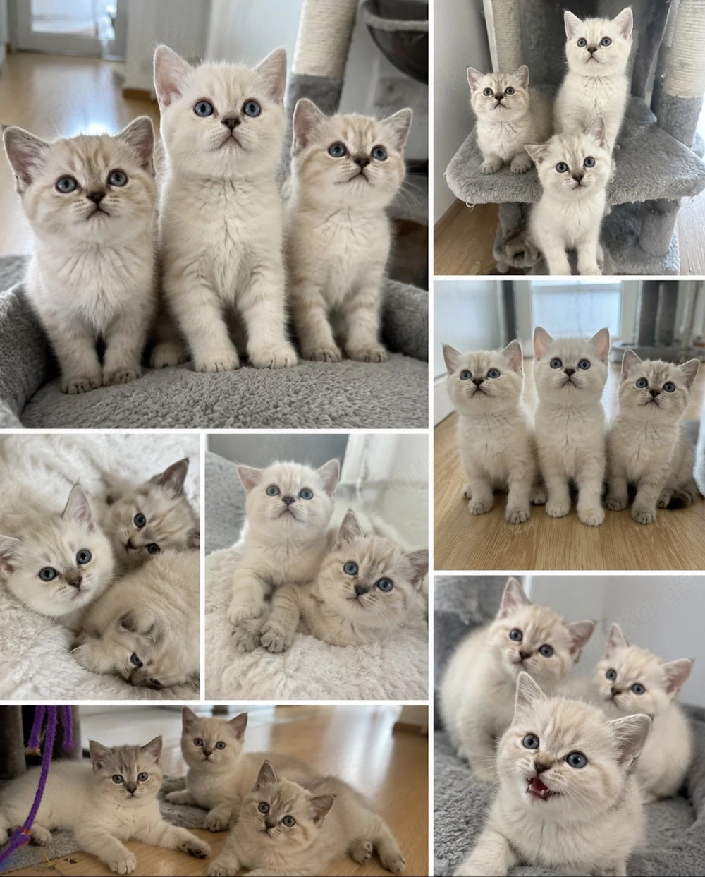 Reinrassige Bkh Kitten bereit zum ausziehen 