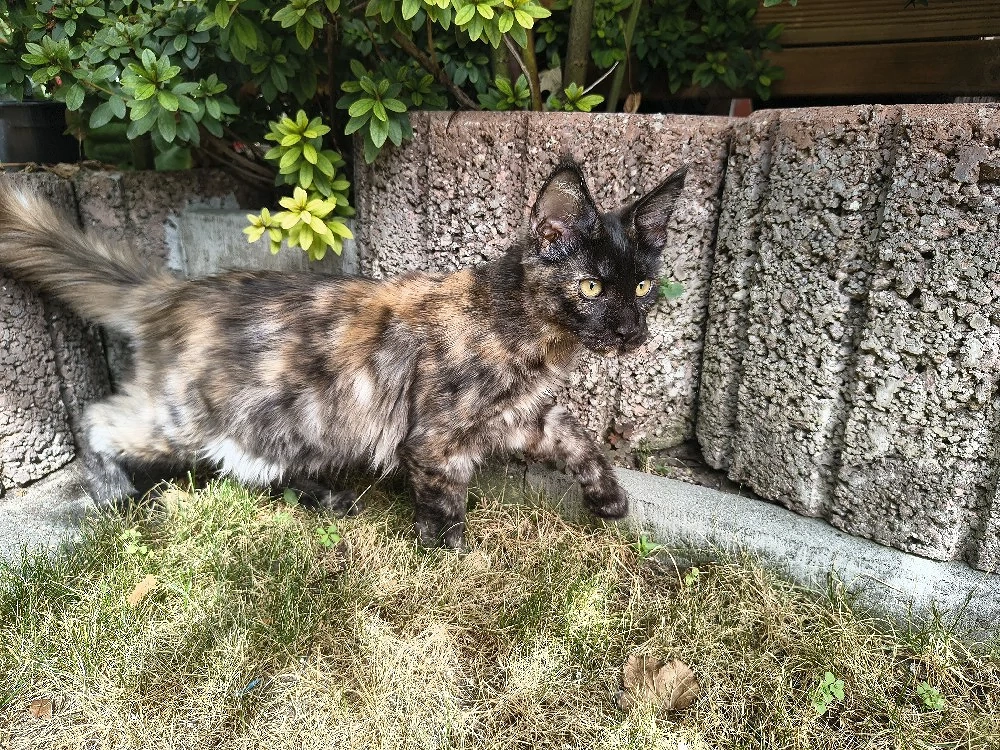 Maine coon Kitten(Erbkrankheiten frei)
