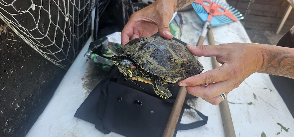 Rotwangenschmuckschildkröte
