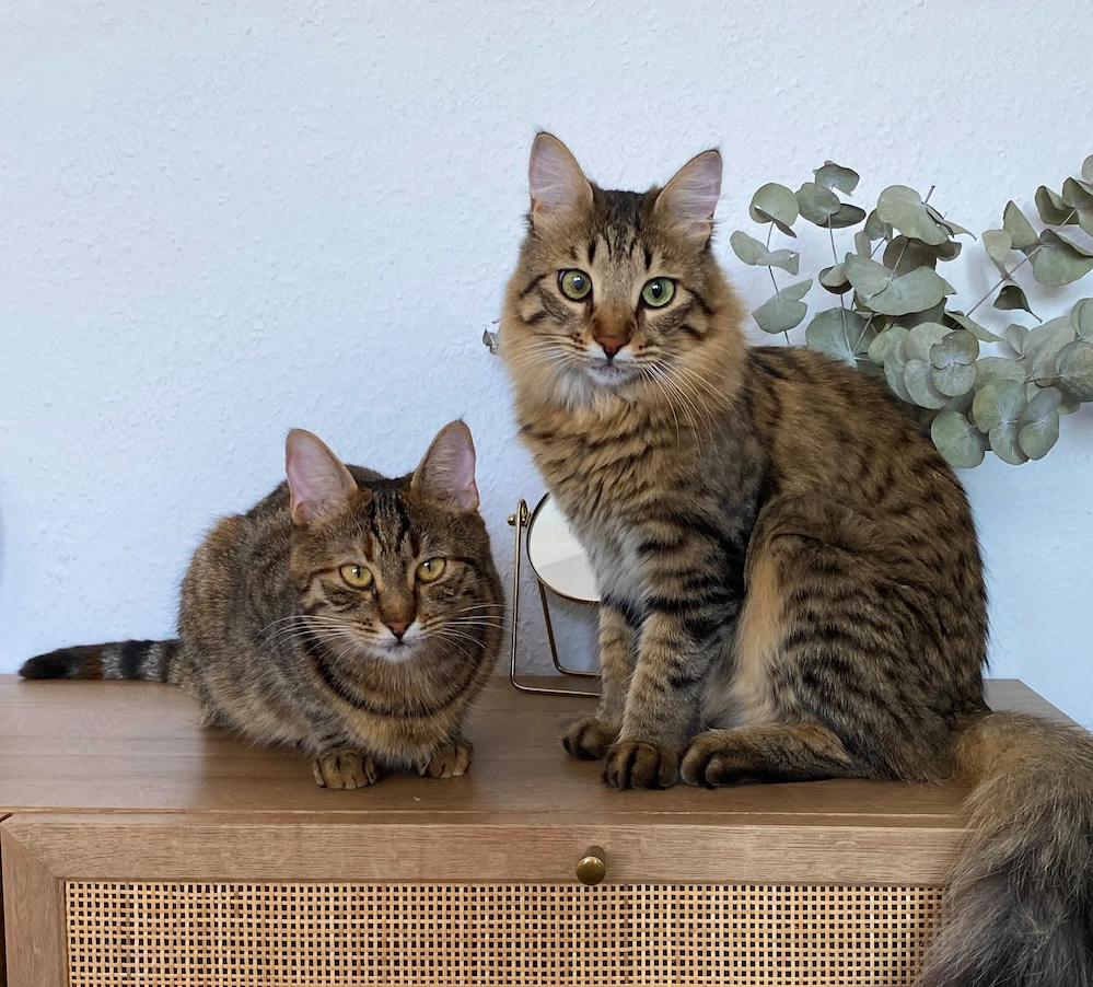 Zwei liebevolle Katzen suchen ein Zuhause für immer