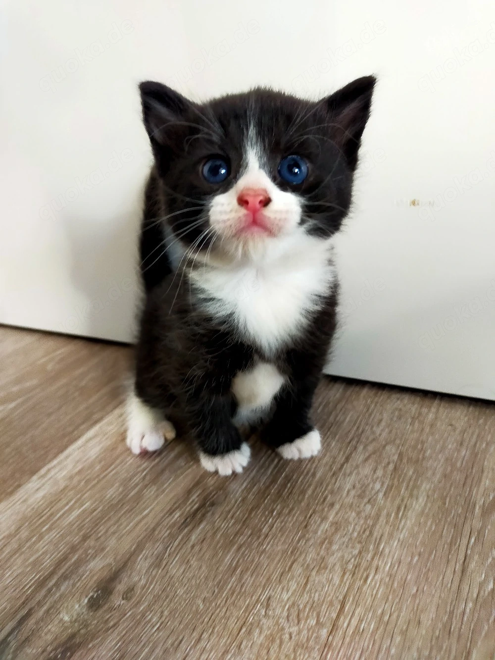 Babykatze weiblichen