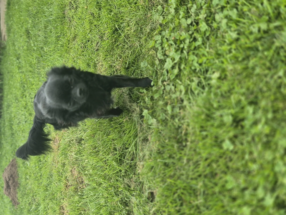 Suche Chihuahua Deckrüde 