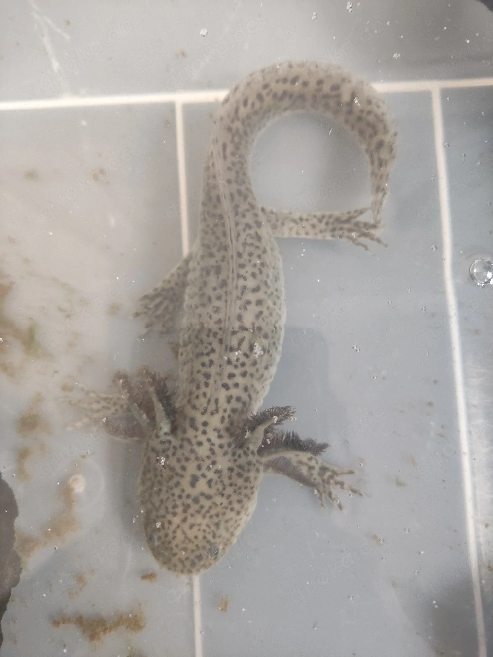 Axolotl wildling 