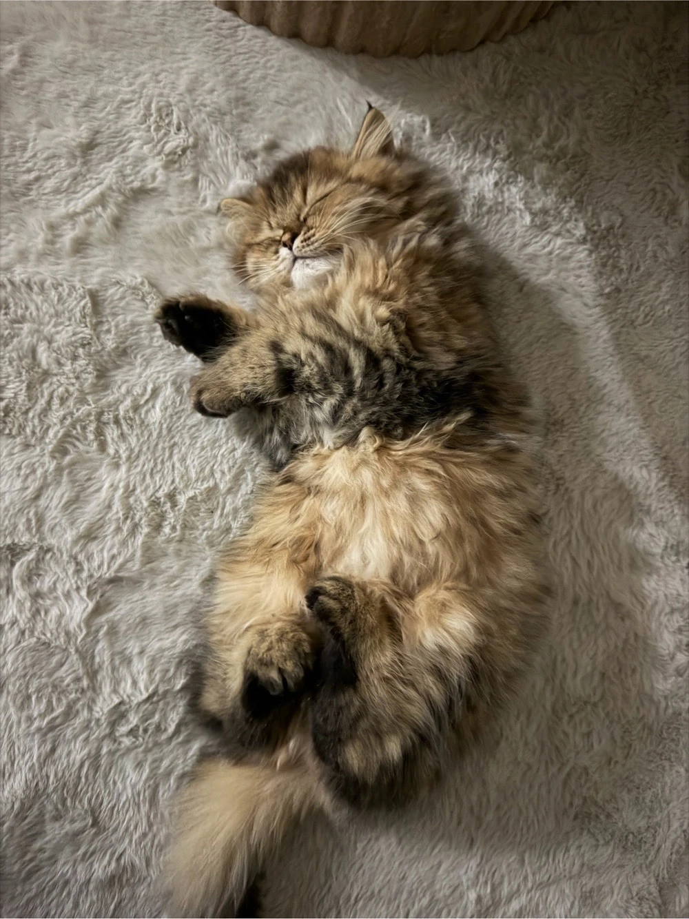 perserkatze weiblich