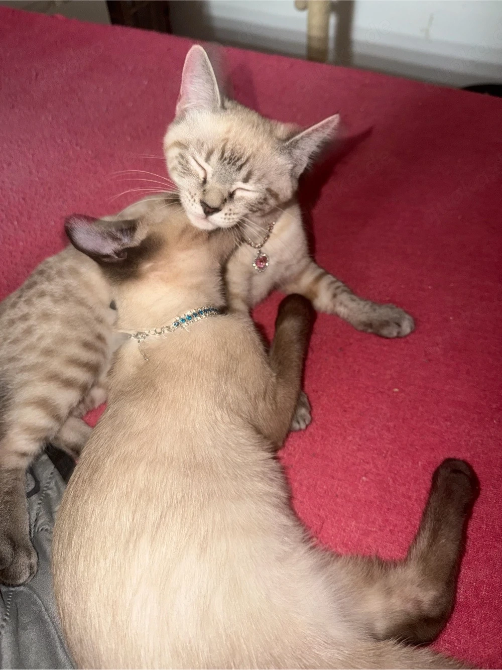 Bengak kitten 