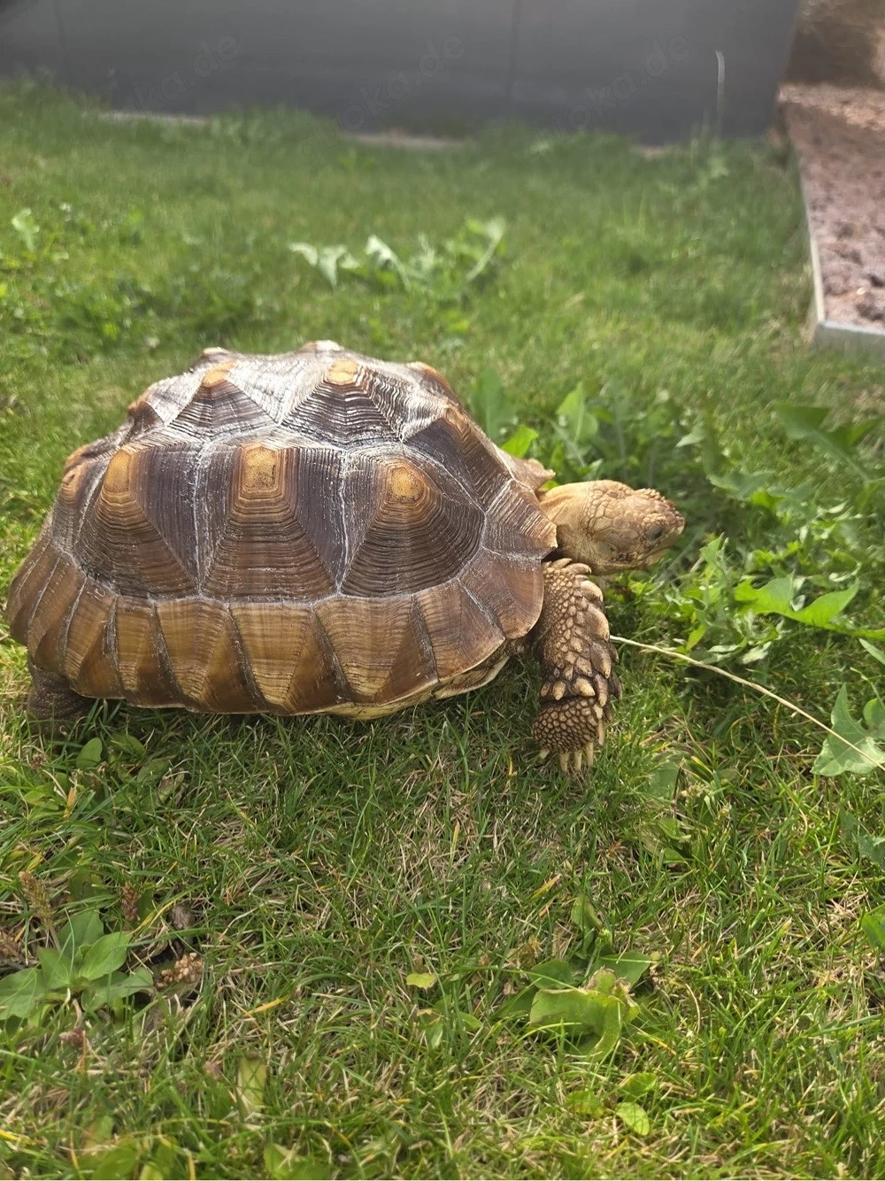 Spornschildkröten