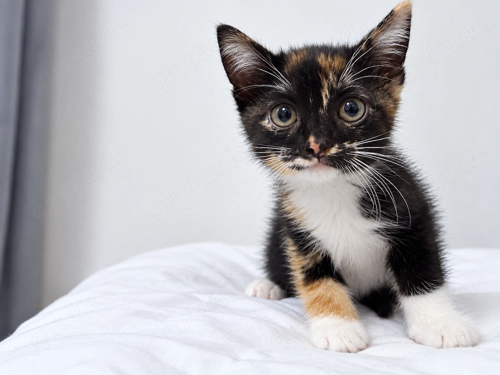 Drei kleine Katzen suchen ein liebevolles Zuhause