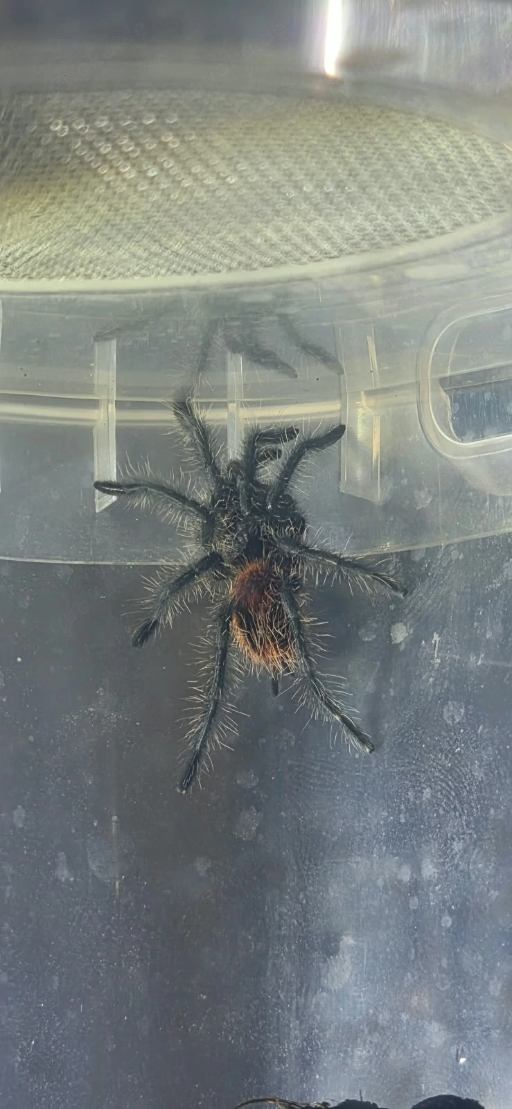 grammostola iheringi 