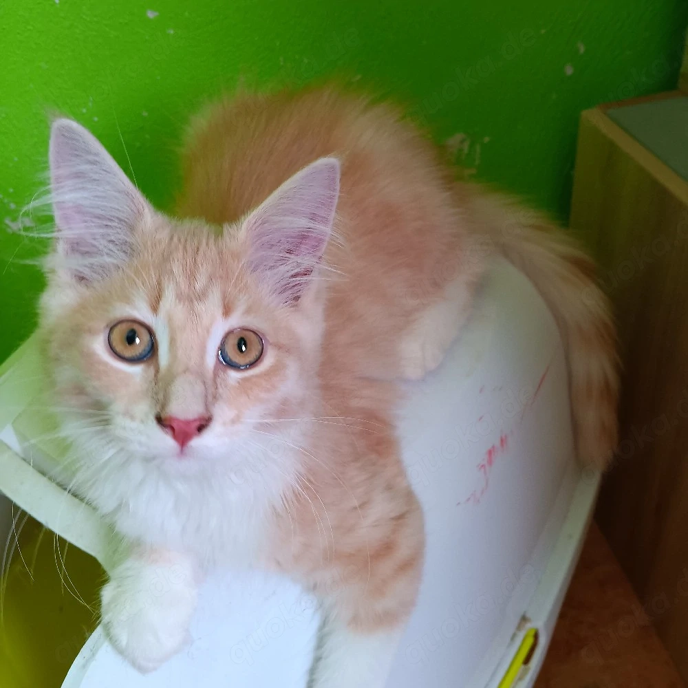 3 kleine Mai Mix Kitten suchen ihr Zuhause 