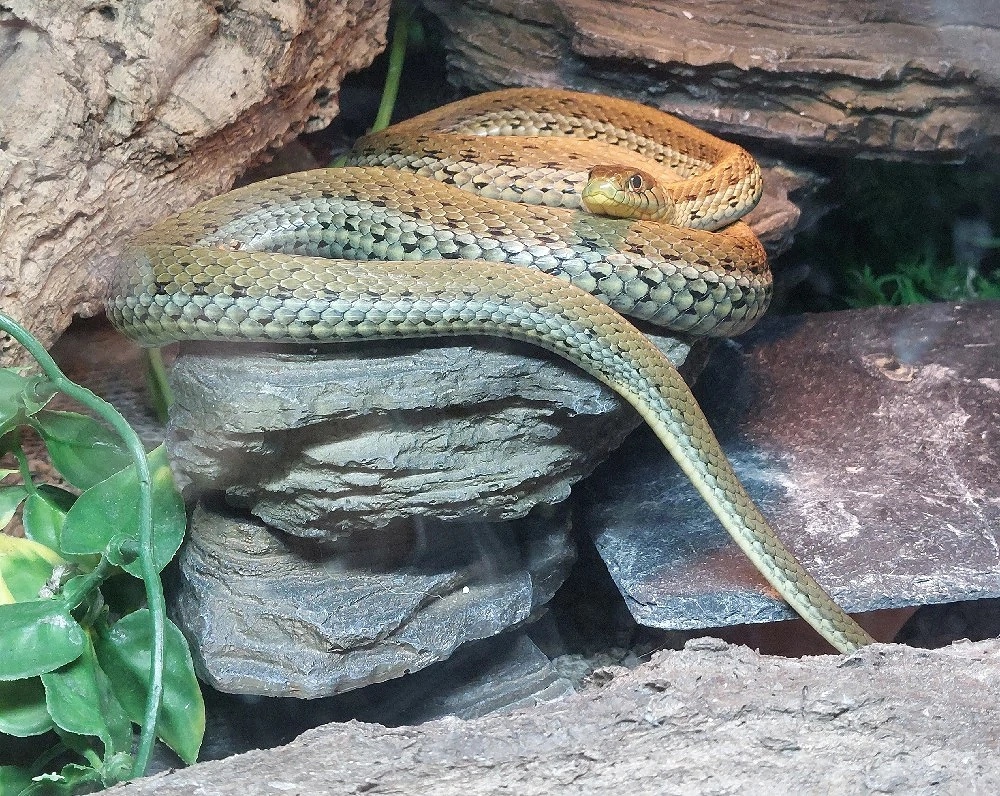Thamnophis eques scotti 