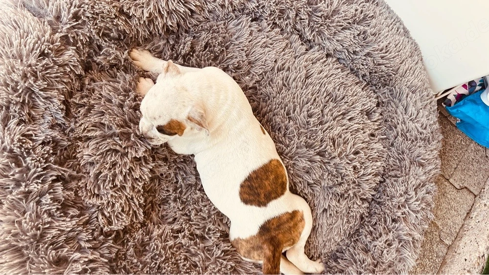 Old English Bulldogge
