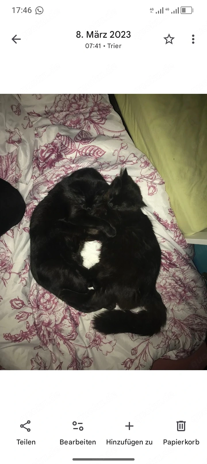 Katze zu verschenken 